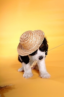 포토 JPG 스튜디오촬영 동물 척추동물 모자 한마리 육지동물 반려견 포유류 사람없음 반려동물 코커스패니얼 스패니얼 개 강아지 밀짚모자 보더콜리 잉글리시코커스패니얼 반려 국내포토 모자_잡화 1 잡화 실내 콜리 파일형식