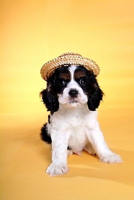 포토 JPG 스튜디오촬영 동물 척추동물 모자 한마리 육지동물 반려견 포유류 사람없음 반려동물 코커스패니얼 스패니얼 개 강아지 밀짚모자 보더콜리 잉글리시코커스패니얼 반려 국내포토 모자_잡화 1 잡화 실내 콜리 파일형식