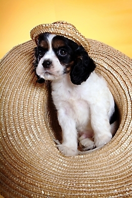 포토 JPG 스튜디오촬영 동물 척추동물 모자 한마리 육지동물 반려견 포유류 사람없음 반려동물 코커스패니얼 스패니얼 개 강아지 밀짚모자 보더콜리 잉글리시코커스패니얼 반려 국내포토 모자_잡화 1 잡화 실내 콜리 파일형식