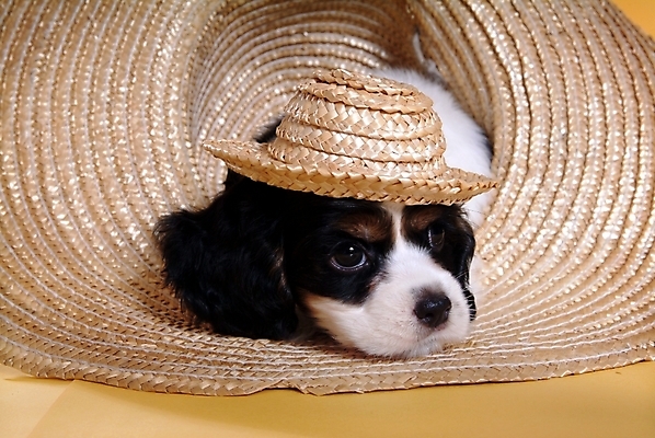 포토 JPG 스튜디오촬영 동물 척추동물 모자 한마리 육지동물 반려견 포유류 사람없음 반려동물 코커스패니얼 스패니얼 개 강아지 밀짚모자 보더콜리 잉글리시코커스패니얼 반려 국내포토 모자_잡화 1 잡화 실내 콜리 파일형식