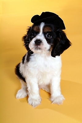 포토 JPG 스튜디오촬영 동물 척추동물 모자 한마리 육지동물 반려견 포유류 사람없음 반려동물 코커스패니얼 스패니얼 개 강아지 보더콜리 잉글리시코커스패니얼 반려 국내포토 1 잡화 실내 콜리 파일형식