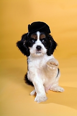 포토 JPG 스튜디오촬영 동물 척추동물 모자 한마리 육지동물 반려견 포유류 사람없음 반려동물 코커스패니얼 스패니얼 개 강아지 보더콜리 잉글리시코커스패니얼 반려 국내포토 1 잡화 실내 콜리 파일형식