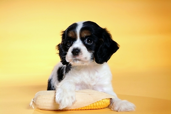 포토 JPG 스튜디오촬영 동물 척추동물 한마리 육지동물 반려견 포유류 옥수수 사람없음 반려동물 코커스패니얼 스패니얼 개 강아지 보더콜리 잉글리시코커스패니얼 반려 국내포토 1 곡류 실내 콜리 파일형식