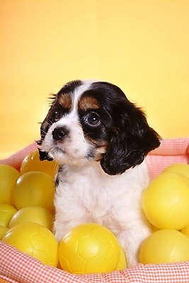 포토 JPG 스튜디오촬영 동물 척추동물 한마리 육지동물 반려견 공 포유류 사람없음 반려동물 장난감 놀이용품 코커스패니얼 스패니얼 개 강아지 보더콜리 잉글리시코커스패니얼 반려 국내포토 1 실내 오브젝트 콜리 파일형식