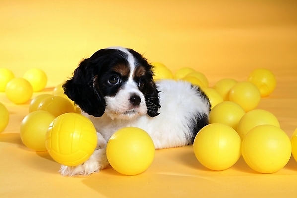 포토 JPG 스튜디오촬영 동물 척추동물 한마리 육지동물 반려견 공 포유류 사람없음 반려동물 장난감 놀이용품 코커스패니얼 스패니얼 개 강아지 보더콜리 잉글리시코커스패니얼 반려 국내포토 1 실내 오브젝트 콜리 파일형식