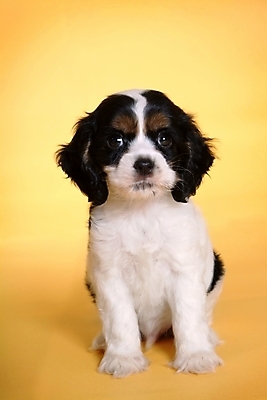 포토 JPG 스튜디오촬영 동물 척추동물 한마리 육지동물 반려견 포유류 사람없음 반려동물 코커스패니얼 스패니얼 개 강아지 보더콜리 잉글리시코커스패니얼 반려 국내포토 1 실내 콜리 파일형식