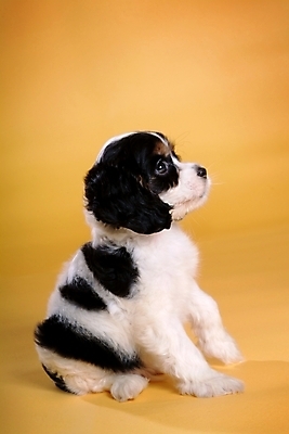 포토 JPG 스튜디오촬영 동물 척추동물 한마리 육지동물 반려견 포유류 사람없음 반려동물 코커스패니얼 스패니얼 개 강아지 보더콜리 잉글리시코커스패니얼 반려 국내포토 1 실내 콜리 파일형식