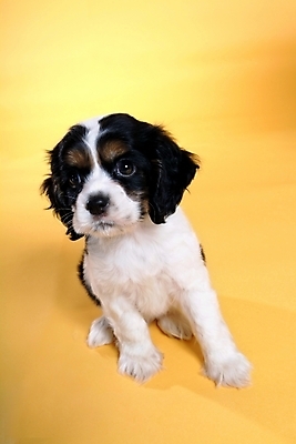 포토 JPG 스튜디오촬영 동물 척추동물 한마리 육지동물 반려견 포유류 사람없음 반려동물 코커스패니얼 스패니얼 개 강아지 보더콜리 잉글리시코커스패니얼 반려 국내포토 1 실내 콜리 파일형식