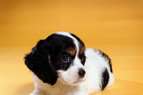 포토 JPG 스튜디오촬영 동물 척추동물 한마리 육지동물 반려견 포유류 사람없음 반려동물 코커스패니얼 스패니얼 개 강아지 보더콜리 잉글리시코커스패니얼 반려 국내포토 1 실내 콜리 파일형식