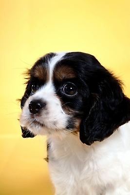 포토 JPG 스튜디오촬영 동물 척추동물 한마리 육지동물 반려견 포유류 사람없음 반려동물 코커스패니얼 스패니얼 개 강아지 보더콜리 잉글리시코커스패니얼 반려 국내포토 1 실내 콜리 파일형식