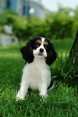 포토 JPG 주간 식물 동물 척추동물 한마리 육지동물 반려견 포유류 잔디 사람없음 야외 반려동물 코커스패니얼 스패니얼 개 강아지 잉글리시코커스패니얼 반려 국내포토 자연요소 1 파일형식