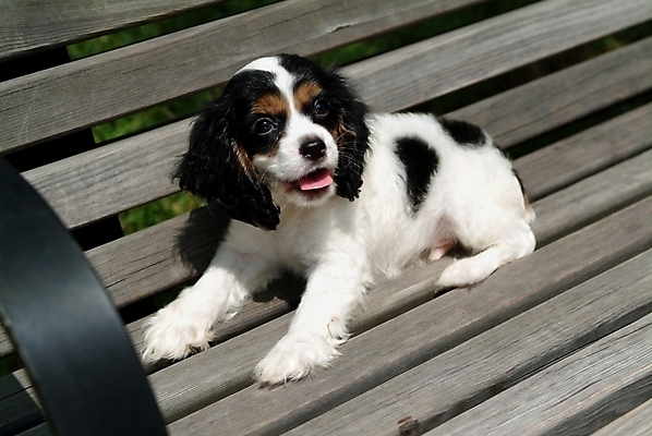 포토 JPG 주간 동물 척추동물 한마리 육지동물 반려견 벤치 의자 포유류 사람없음 야외 반려동물 코커스패니얼 스패니얼 개 강아지 잉글리시코커스패니얼 반려 국내포토 자연요소 1 가구 파일형식