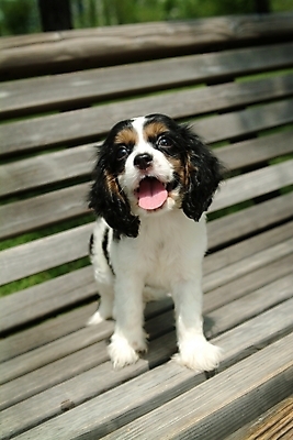 포토 JPG 주간 동물 척추동물 한마리 육지동물 반려견 벤치 의자 포유류 사람없음 야외 반려동물 코커스패니얼 스패니얼 개 강아지 잉글리시코커스패니얼 반려 국내포토 자연요소 1 가구 파일형식