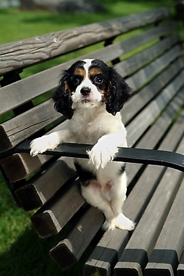 포토 JPG 주간 식물 동물 척추동물 한마리 육지동물 반려견 벤치 의자 포유류 잔디 사람없음 야외 반려동물 코커스패니얼 스패니얼 개 강아지 잉글리시코커스패니얼 반려 국내포토 자연요소 1 가구 파일형식