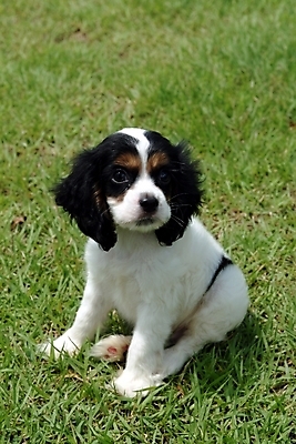 포토 JPG 주간 식물 동물 척추동물 한마리 육지동물 반려견 포유류 잔디 초원 사람없음 야외 반려동물 코커스패니얼 스패니얼 개 강아지 잉글리시코커스패니얼 반려 국내포토 자연요소 1 파일형식