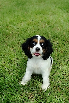 포토 JPG 주간 식물 동물 척추동물 한마리 육지동물 반려견 포유류 잔디 초원 사람없음 야외 반려동물 코커스패니얼 스패니얼 개 강아지 잉글리시코커스패니얼 반려 국내포토 자연요소 1 파일형식