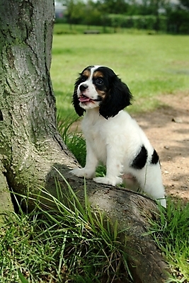 포토 JPG 주간 나무 식물 동물 척추동물 한마리 육지동물 반려견 포유류 잔디 사람없음 야외 반려동물 코커스패니얼 스패니얼 개 강아지 잉글리시코커스패니얼 반려 국내포토 자연요소 1 파일형식