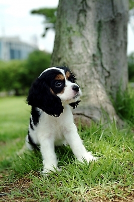 포토 JPG 주간 나무 식물 동물 척추동물 한마리 육지동물 반려견 포유류 잔디 초원 사람없음 야외 반려동물 코커스패니얼 스패니얼 개 강아지 잉글리시코커스패니얼 반려 국내포토 자연요소 1 파일형식