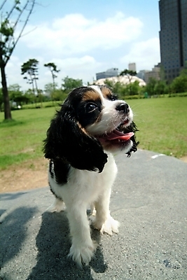 포토 JPG 주간 동물 척추동물 한마리 육지동물 반려견 포유류 사람없음 야외 반려동물 코커스패니얼 스패니얼 개 강아지 잉글리시코커스패니얼 반려 국내포토 자연요소 1 파일형식