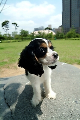 포토 JPG 주간 나무 식물 동물 척추동물 한마리 육지동물 반려견 포유류 잔디 사람없음 야외 반려동물 코커스패니얼 스패니얼 개 강아지 잉글리시코커스패니얼 반려 국내포토 자연요소 1 파일형식