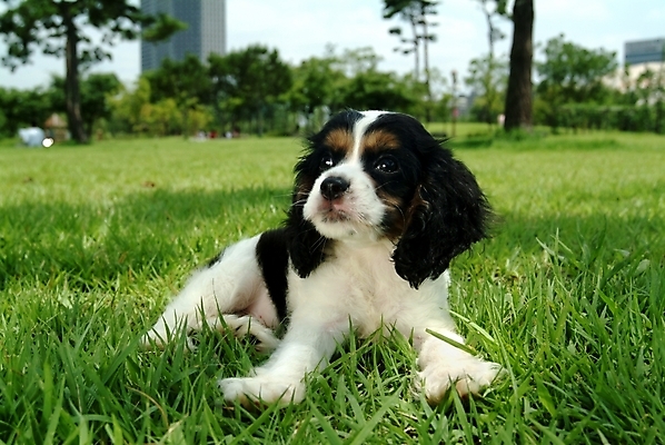 포토 JPG 주간 나무 식물 동물 척추동물 한마리 육지동물 반려견 포유류 잔디 초원 사람없음 야외 반려동물 코커스패니얼 스패니얼 풀 개 강아지 잉글리시코커스패니얼 반려 국내포토 자연요소 1 파일형식