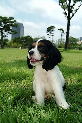 포토 JPG 주간 동물 구름 척추동물 한마리 육지동물 반려견 포유류 하늘 잔디 초원 사람없음 야외 반려동물 코커스패니얼 스패니얼 풀 개 강아지 잉글리시코커스패니얼 반려 국내포토 자연요소 식물 1 파일형식