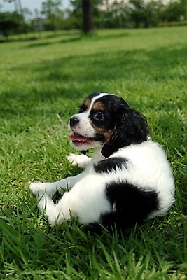 포토 JPG 주간 식물 동물 척추동물 한마리 육지동물 반려견 포유류 잔디 초원 사람없음 야외 반려동물 코커스패니얼 스패니얼 풀 개 강아지 잉글리시코커스패니얼 반려 국내포토 자연요소 1 파일형식