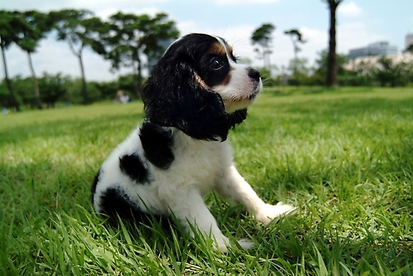 포토 JPG 주간 나무 식물 동물 척추동물 한마리 육지동물 반려견 포유류 하늘 잔디 초원 사람없음 야외 반려동물 코커스패니얼 스패니얼 풀 개 강아지 잉글리시코커스패니얼 반려 국내포토 자연요소 1 파일형식