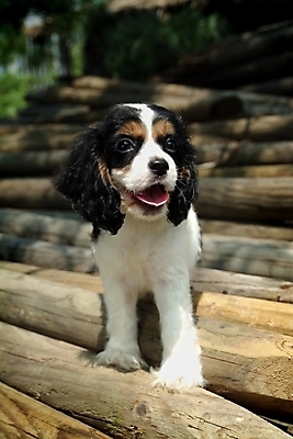 포토 JPG 주간 나무 식물 동물 척추동물 한마리 육지동물 반려견 포유류 사람없음 야외 반려동물 코커스패니얼 스패니얼 개 강아지 잉글리시코커스패니얼 반려 국내포토 자연요소 1 파일형식