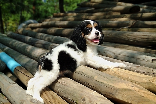 포토 JPG 주간 나무 식물 동물 척추동물 한마리 육지동물 반려견 포유류 사람없음 야외 반려동물 코커스패니얼 스패니얼 개 강아지 잉글리시코커스패니얼 반려 국내포토 자연요소 1 파일형식