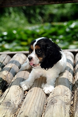 포토 JPG 주간 나무 식물 동물 척추동물 한마리 육지동물 반려견 포유류 사람없음 야외 반려동물 코커스패니얼 스패니얼 개 강아지 잉글리시코커스패니얼 반려 국내포토 자연요소 1 파일형식