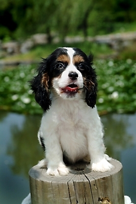 포토 JPG 주간 나무 식물 동물 척추동물 한마리 육지동물 반려견 잎 포유류 사람없음 야외 물 반려동물 코커스패니얼 스패니얼 연못 개 강아지 연잎 잉글리시코커스패니얼 반려 국내포토 자연요소 1 파일형식