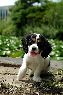 포토 JPG 주간 나무 식물 동물 척추동물 한마리 육지동물 반려견 잎 포유류 사람없음 야외 반려동물 코커스패니얼 스패니얼 개 강아지 잉글리시코커스패니얼 반려 국내포토 자연요소 1 파일형식