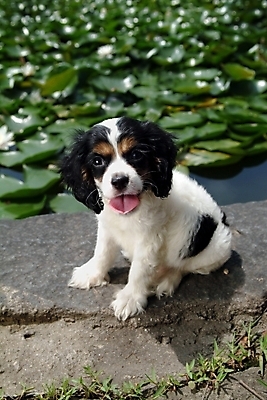 포토 JPG 주간 식물 동물 척추동물 한마리 육지동물 반려견 포유류 사람없음 야외 반려동물 코커스패니얼 스패니얼 연못 개 강아지 연잎 잉글리시코커스패니얼 반려 국내포토 자연요소 1 잎 파일형식
