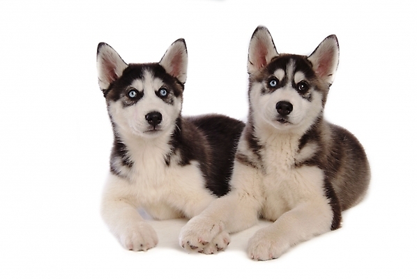 포토 JPG 스튜디오촬영 동물 척추동물 육지동물 반려견 두마리 포유류 사람없음 반려동물 개 강아지 시베리안허스키 반려 국내포토 2 실내 파일형식