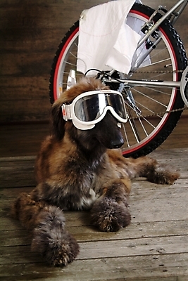 포토 JPG 동물 척추동물 한마리 육지동물 반려견 포유류 고글 실내 사람없음 반려동물 자전거 개 강아지 천 대형견 아프간하운드 반려 국내포토 1 내부 바이크 직물 하운드 파일형식