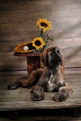 포토 JPG 나무 식물 동물 척추동물 한마리 육지동물 꽃 반려견 스포츠용품 포유류 해바라기 실내 사람없음 반려동물 글러브 야구글러브 개 강아지 야구공 대형견 아프간하운드 반려 국내포토 1 스포츠 장갑 공 내부 야구용품 오브젝트 하운드 파일형식