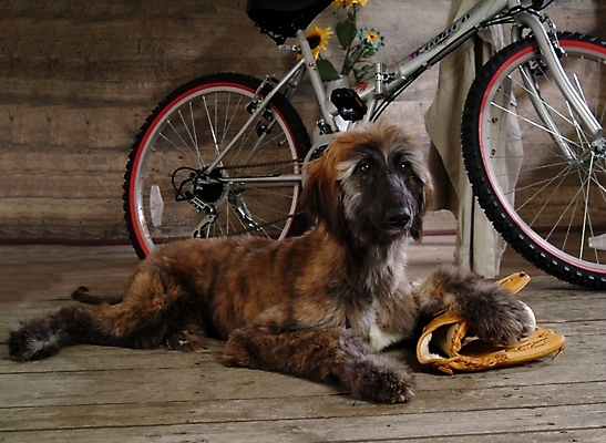 포토 JPG 나무 식물 동물 척추동물 한마리 육지동물 꽃 반려견 스포츠용품 포유류 해바라기 실내 사람없음 자전거 글러브 야구글러브 개 강아지 야구공 대형견 아프간하운드 반려 국내포토 1 스포츠 장갑 공 내부 반려동물 바이크 야구용품 오브젝트 하운드 파일형식