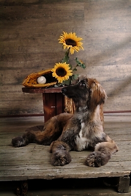 포토 JPG 나무 식물 동물 척추동물 한마리 육지동물 꽃 반려견 스포츠용품 포유류 해바라기 실내 사람없음 반려동물 글러브 야구글러브 개 강아지 야구공 대형견 아프간하운드 반려 국내포토 1 스포츠 장갑 공 내부 야구용품 오브젝트 하운드 파일형식