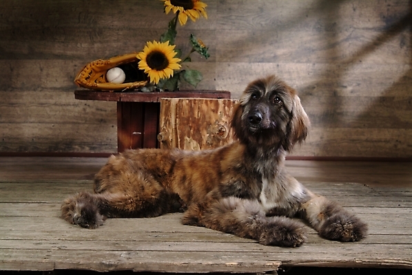 포토 JPG 나무 식물 동물 척추동물 한마리 육지동물 꽃 반려견 스포츠용품 포유류 해바라기 실내 사람없음 반려동물 글러브 야구글러브 개 강아지 야구공 대형견 아프간하운드 반려 국내포토 1 스포츠 장갑 공 내부 야구용품 오브젝트 하운드 파일형식