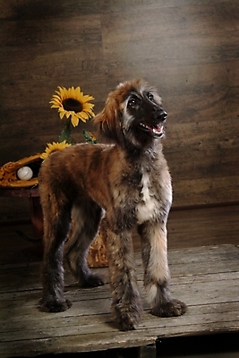 포토 JPG 나무 식물 동물 척추동물 한마리 육지동물 꽃 반려견 스포츠용품 포유류 해바라기 실내 사람없음 반려동물 글러브 야구글러브 개 강아지 야구공 대형견 아프간하운드 반려 국내포토 1 스포츠 장갑 공 내부 야구용품 오브젝트 하운드 파일형식