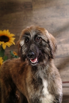 포토 JPG 나무 식물 동물 척추동물 한마리 육지동물 꽃 반려견 스포츠용품 포유류 해바라기 실내 사람없음 반려동물 글러브 야구글러브 개 강아지 야구공 대형견 아프간하운드 반려 국내포토 1 스포츠 장갑 공 내부 야구용품 오브젝트 하운드 파일형식