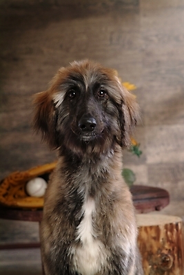 포토 JPG 나무 식물 동물 척추동물 한마리 육지동물 꽃 반려견 스포츠용품 포유류 실내 사람없음 반려동물 글러브 야구글러브 개 강아지 야구공 대형견 아프간하운드 반려 국내포토 1 스포츠 장갑 공 내부 야구용품 오브젝트 하운드 파일형식