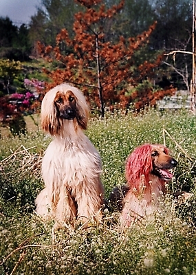 포토 JPG 주간 나무 식물 동물 척추동물 육지동물 반려견 두마리 포유류 초원 사람없음 야외 반려동물 풀 개 강아지 필름 대형견 아프간하운드 반려 국내포토 자연요소 2 하운드 파일형식