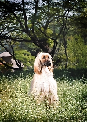 포토 JPG 주간 나무 식물 동물 척추동물 한마리 육지동물 반려견 포유류 초원 사람없음 야외 반려동물 풀 개 강아지 필름 대형견 아프간하운드 반려 국내포토 자연요소 1 하운드 파일형식