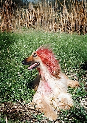 포토 JPG 주간 식물 동물 척추동물 한마리 육지동물 반려견 포유류 초원 사람없음 야외 반려동물 풀 개 강아지 필름 대형견 아프간하운드 반려 국내포토 자연요소 1 하운드 파일형식