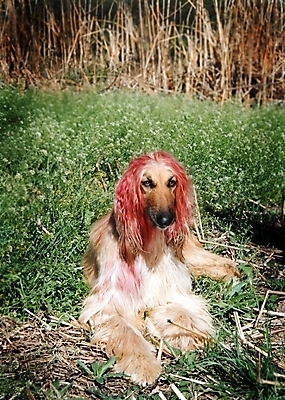 포토 JPG 주간 식물 동물 척추동물 한마리 육지동물 반려견 포유류 초원 사람없음 야외 반려동물 풀 개 강아지 필름 대형견 아프간하운드 반려 국내포토 자연요소 1 하운드 파일형식