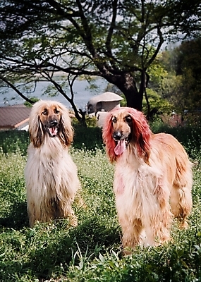 포토 JPG 주간 나무 식물 동물 척추동물 육지동물 반려견 두마리 포유류 초원 사람없음 야외 반려동물 풀 개 강아지 필름 대형견 아프간하운드 반려 국내포토 자연요소 2 하운드 파일형식