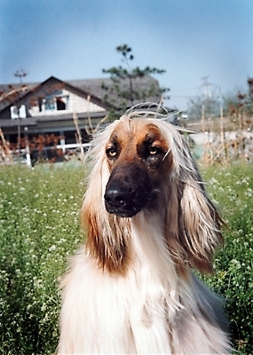 포토 JPG 주간 식물 동물 척추동물 한마리 육지동물 건축물 건축 반려견 포유류 하늘 주택 초원 사람없음 야외 건물 반려동물 풀 개 강아지 필름 대형견 아프간하운드 반려 국내포토 자연요소 1 하운드 파일형식
