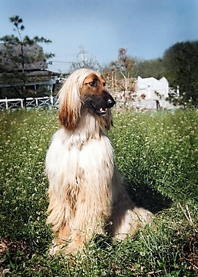 포토 JPG 주간 식물 동물 척추동물 한마리 육지동물 반려견 포유류 하늘 초원 사람없음 야외 반려동물 풀 개 강아지 필름 대형견 아프간하운드 반려 국내포토 자연요소 1 하운드 파일형식